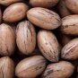 Heirloom American Pecan Seeds 'Nut Walnut' Bonsai 10 PCS Seeds