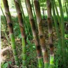 Heirloom Anhui Dabie Mountain Moso Bamboo 30 PCS Seeds Heirloom Anhui Dabie Mountain Moso Bamboo 30 PCS Seeds