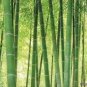 Heirloom Anhui Dabie Mountain Moso Bamboo 30 PCS Seeds