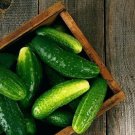 Heirloom Autumn Spiny Little Cucumber 50 PCS Seeds