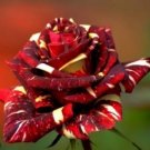 Heirloom Beautiful Meteor Shower Rose 50 PCS Seeds
