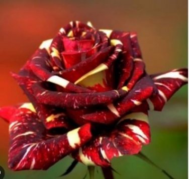 Heirloom Beautiful Meteor Shower Rose 50 PCS Seeds
