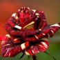 Heirloom Beautiful Meteor Shower Rose 50 PCS Seeds