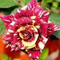 Heirloom Beautiful Meteor Shower Rose 50 PCS Seeds