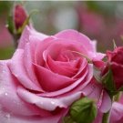 Heirloom Beautiful Rose Red Petunia Bonsai Flowers 100 PCS Seeds Heirloom Beautiful Rose Red Petunia Bonsai Flowers 100 PCS Seeds