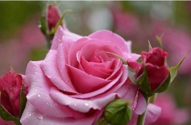 Heirloom Beautiful Rose Red Petunia Bonsai Flowers 100 PCS Seeds