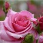 Heirloom Beautiful Rose Red Petunia Bonsai Flowers 100 PCS Seeds