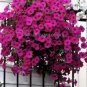 Heirloom Beautiful Rose Red Petunia Bonsai Flowers 100 PCS Seeds