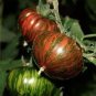 Heirloom Big Chocolate Stripes Tomato Hybrid 100 PCS Seeds