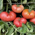 Heirloom Big Pink Dwarf Tomato Organic 300 PCS Seeds Heirloom Big Pink Dwarf Tomato Organic 300 PCS Seeds