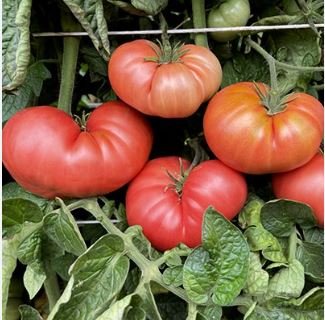 Heirloom Big Pink Dwarf Tomato Organic 300 PCS Seeds