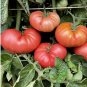 Heirloom Big Pink Dwarf Tomato Organic 300 PCS Seeds