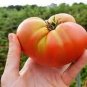 Heirloom Big Pink Dwarf Tomato Organic 300 PCS Seeds