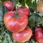 Heirloom Big Pink Dwarf Tomato Organic 300 PCS Seeds