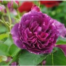 Heirloom Big-leaf Hydrangea Purple Peony Tree Flowers 5 PCS Seeds