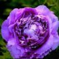 Heirloom Big-leaf Hydrangea Purple Peony Tree Flowers 5 PCS Seeds