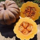 Heirloom Black Futsu Squash Vegetable Organic 10 PCS Seeds Heirloom Black Futsu Squash Vegetable Organic 10 PCS Seeds