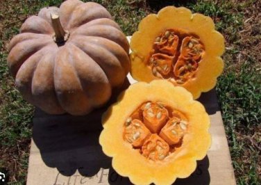Heirloom Black Futsu Squash Vegetable Organic 10 PCS Seeds