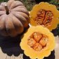 Heirloom Black Futsu Squash Vegetable Organic 10 PCS Seeds