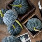 Heirloom Black Futsu Squash Vegetable Organic 10 PCS Seeds