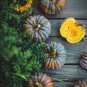 Heirloom Black Futsu Squash Vegetable Organic 10 PCS Seeds