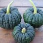 Heirloom Black Futsu Squash Vegetable Organic 10 PCS Seeds