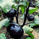 Heirloom Black Round Eggplant 30 PCS Seeds Heirloom Black Round Eggplant 30 PCS Seeds