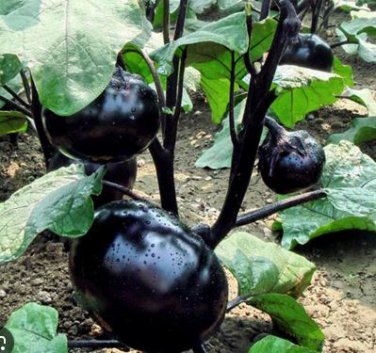 Heirloom Black Round Eggplant 30 PCS Seeds