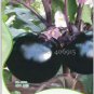 Heirloom Black Round Eggplant 30 PCS Seeds