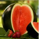 Heirloom Black Round Red Seedless Watermelon 6 PCS Seeds