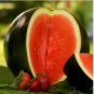 Heirloom Black Round Red Seedless Watermelon 6 PCS Seeds