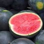 Heirloom Black Round Red Seedless Watermelon 6 PCS Seeds