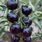 Heirloom Black Tomato Middle-sized Fruit 25 PCS Seeds