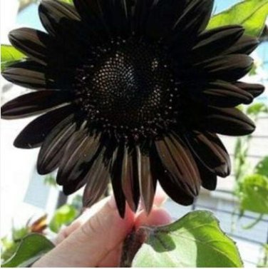 Heirloom Black Univalve Sunflower 300 PCS Seeds