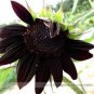 Heirloom Black Univalve Sunflower 300 PCS Seeds