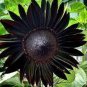 Heirloom Black Univalve Sunflower 300 PCS Seeds
