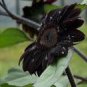Heirloom Black Univalve Sunflower 300 PCS Seeds