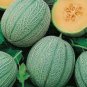 Heirloom Blenheim Orange Melon 10 pcs Seeds
