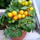 Heirloom Bonsai Middle Dwarf Yellow Tomato Organic 100 pcs Seeds
