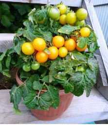 Heirloom Bonsai Middle Dwarf Yellow Tomato Organic 100 pcs Seeds
