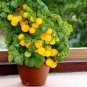 Heirloom Bonsai Middle Dwarf Yellow Tomato Organic 100 pcs Seeds