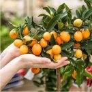Heirloom Bonsai Ornamental Sweet Orange Fruit Tree 20 PCS Seeds Heirloom Bonsai Ornamental Sweet Orange Fruit Tree 20 PCS Seeds