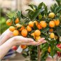 Heirloom Bonsai Ornamental Sweet Orange Fruit Tree 20 PCS Seeds