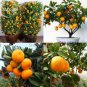 Heirloom Bonsai Ornamental Sweet Orange Fruit Tree 20 PCS Seeds