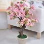 Heirloom Bonsai Pink Peach Flower 2 PCS Seeds