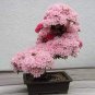 Heirloom Bonsai Pink Peach Flower 2 PCS Seeds