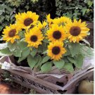 Heirloom Bonsai Short-stem Balcony Yellow Sunflowers 15 PCS Seeds Heirloom Bonsai Short-stem Balcony Yellow Sunflowers 15 PCS Seeds