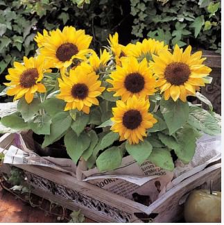 Heirloom Bonsai Short-stem Balcony Yellow Sunflowers 15 PCS Seeds