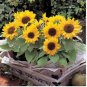 Heirloom Bonsai Short-stem Balcony Yellow Sunflowers 15 PCS Seeds