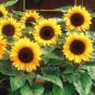 Heirloom Bonsai Short-stem Balcony Yellow Sunflowers 15 PCS Seeds